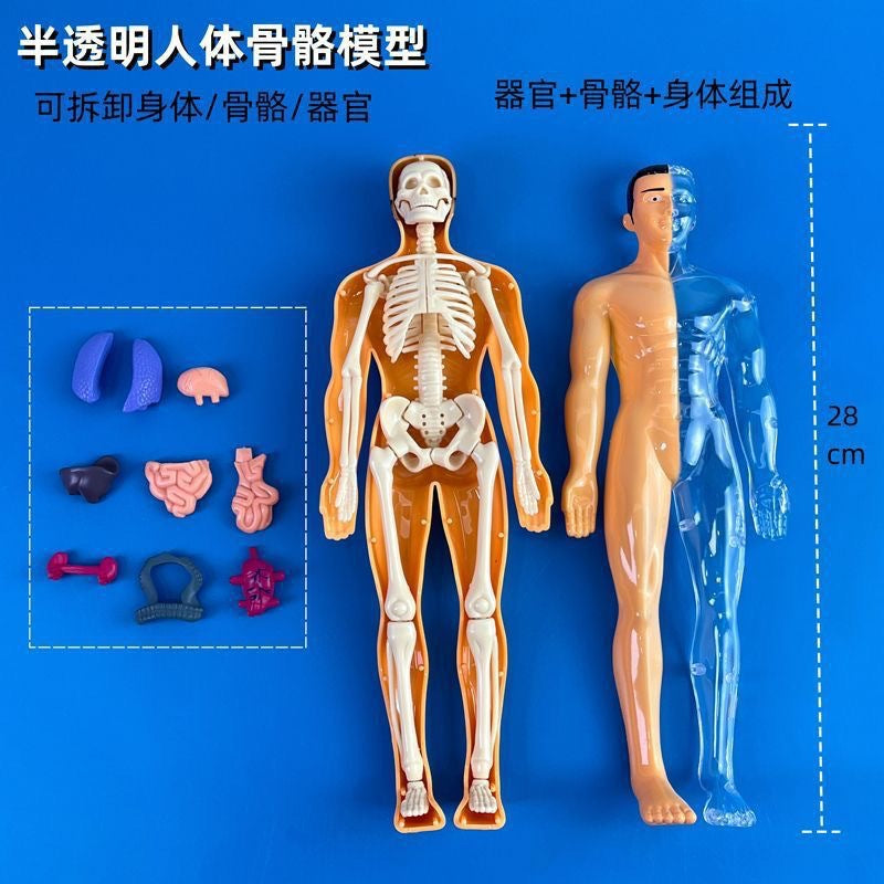 A Human organ and skeleton model