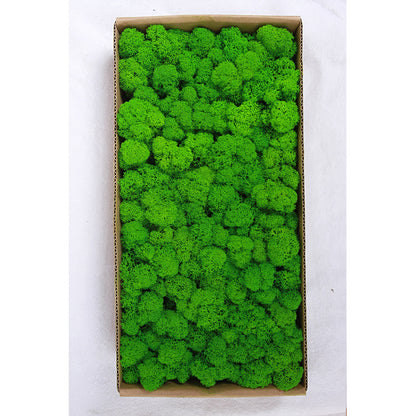 A mossy plant wall landscaping mossy window interior decoration micro landscape immortal flower mossy