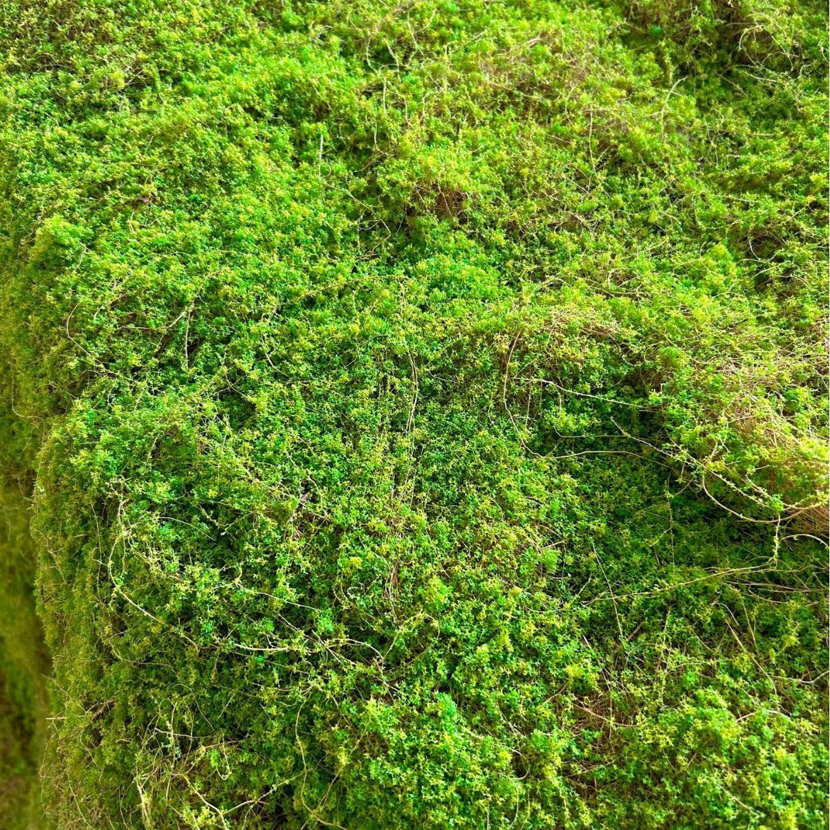 A Plant wall simulation moss green false moss moss micro landscape bonsai landscaping decorative material lawn turf