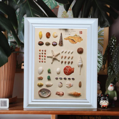 A shell specimen DIY handmade three-dimensional photo frame natural conch mounted display table hanging wall wooden decorative picture frame