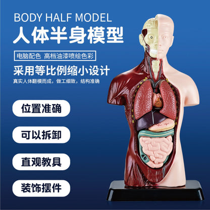 A Human organ and skeleton model