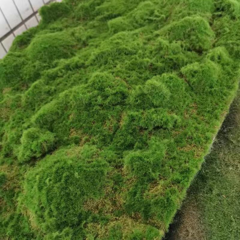 A Plant wall simulation moss green false moss moss micro landscape bonsai landscaping decorative material lawn turf
