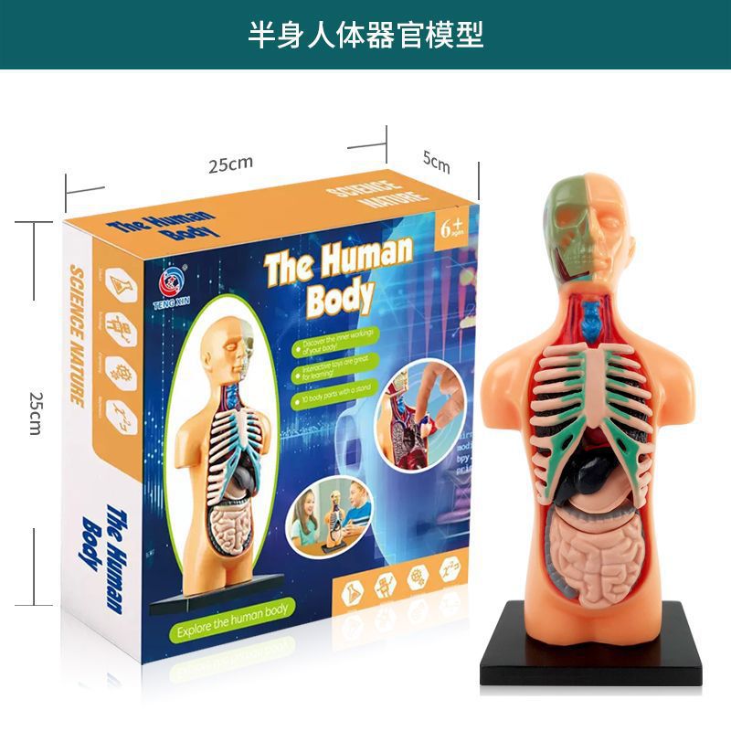 A Human organ and skeleton model