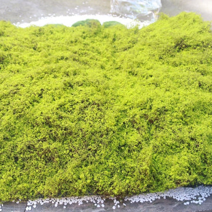 A Plant wall simulation moss green false moss moss micro landscape bonsai landscaping decorative material lawn turf
