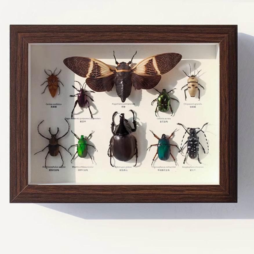 A butterfly specimen photo frame empty frame table light luxury high sense hollow 2cm three-dimensional A4 inch table glass display frame