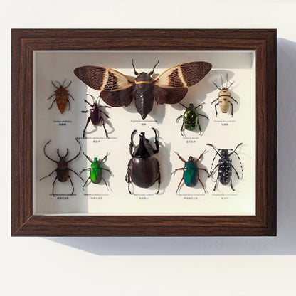A butterfly specimen photo frame empty frame table light luxury high sense hollow 2cm three-dimensional A4 inch table glass display frame