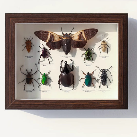 A butterfly specimen photo frame empty frame table light luxury high sense hollow 2cm three-dimensional A4 inch table glass display frame