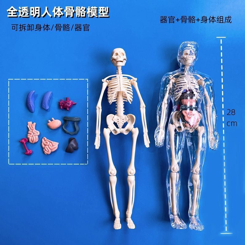A Human organ and skeleton model