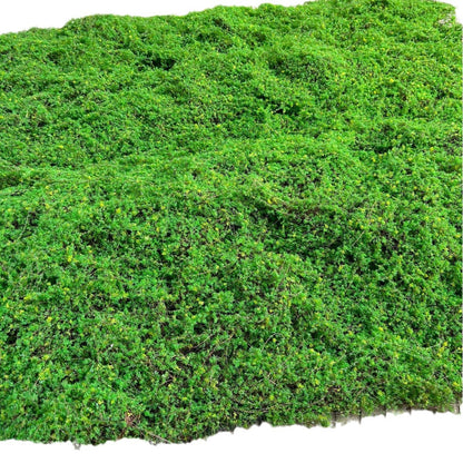 A Plant wall simulation moss green false moss moss micro landscape bonsai landscaping decorative material lawn turf