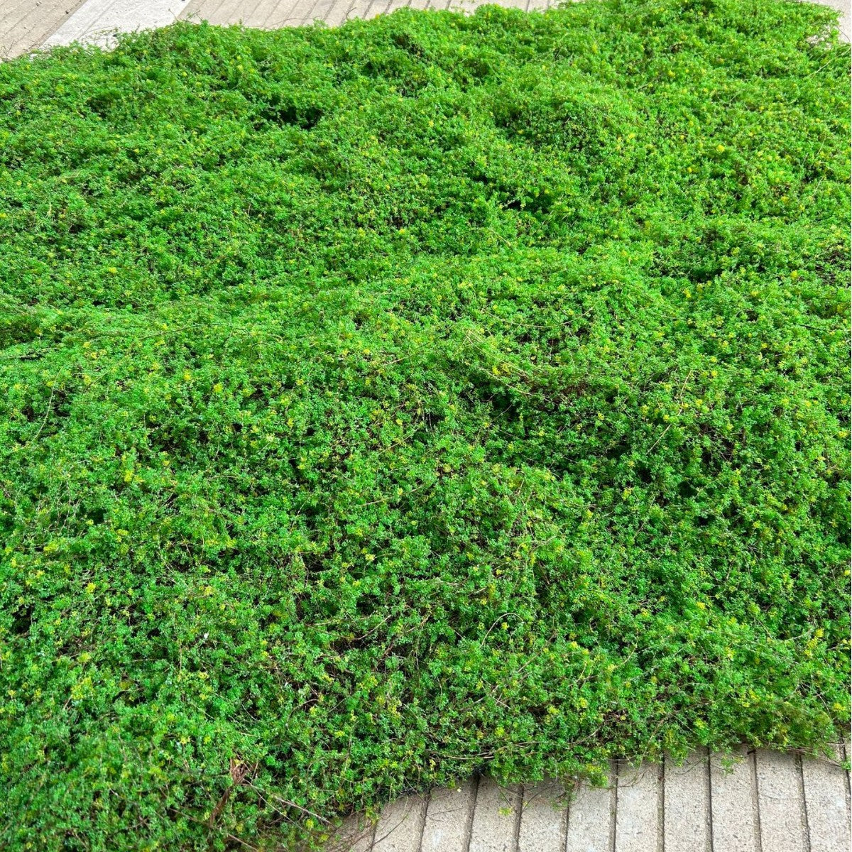A Plant wall simulation moss green false moss moss micro landscape bonsai landscaping decorative material lawn turf