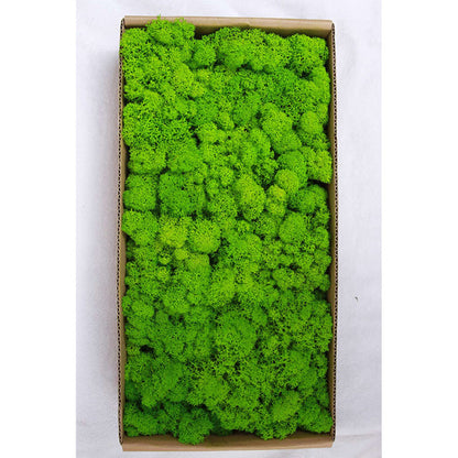 A mossy plant wall landscaping mossy window interior decoration micro landscape immortal flower mossy