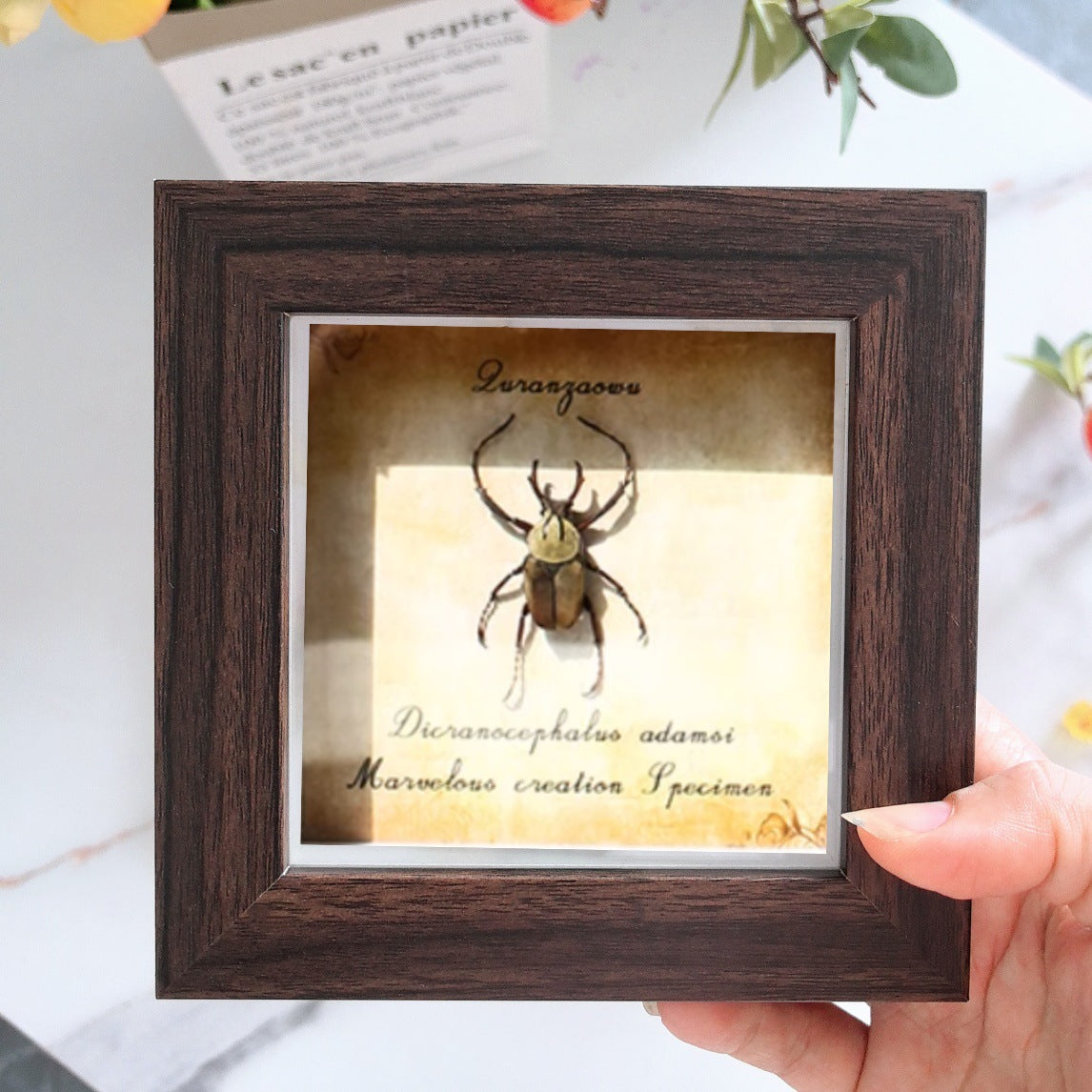 A butterfly specimen photo frame empty frame table light luxury high sense hollow 2cm three-dimensional A4 inch table glass display frame