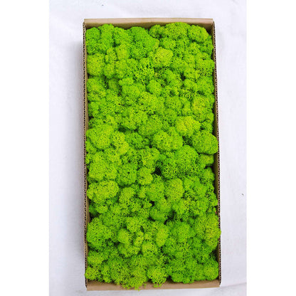 A mossy plant wall landscaping mossy window interior decoration micro landscape immortal flower mossy