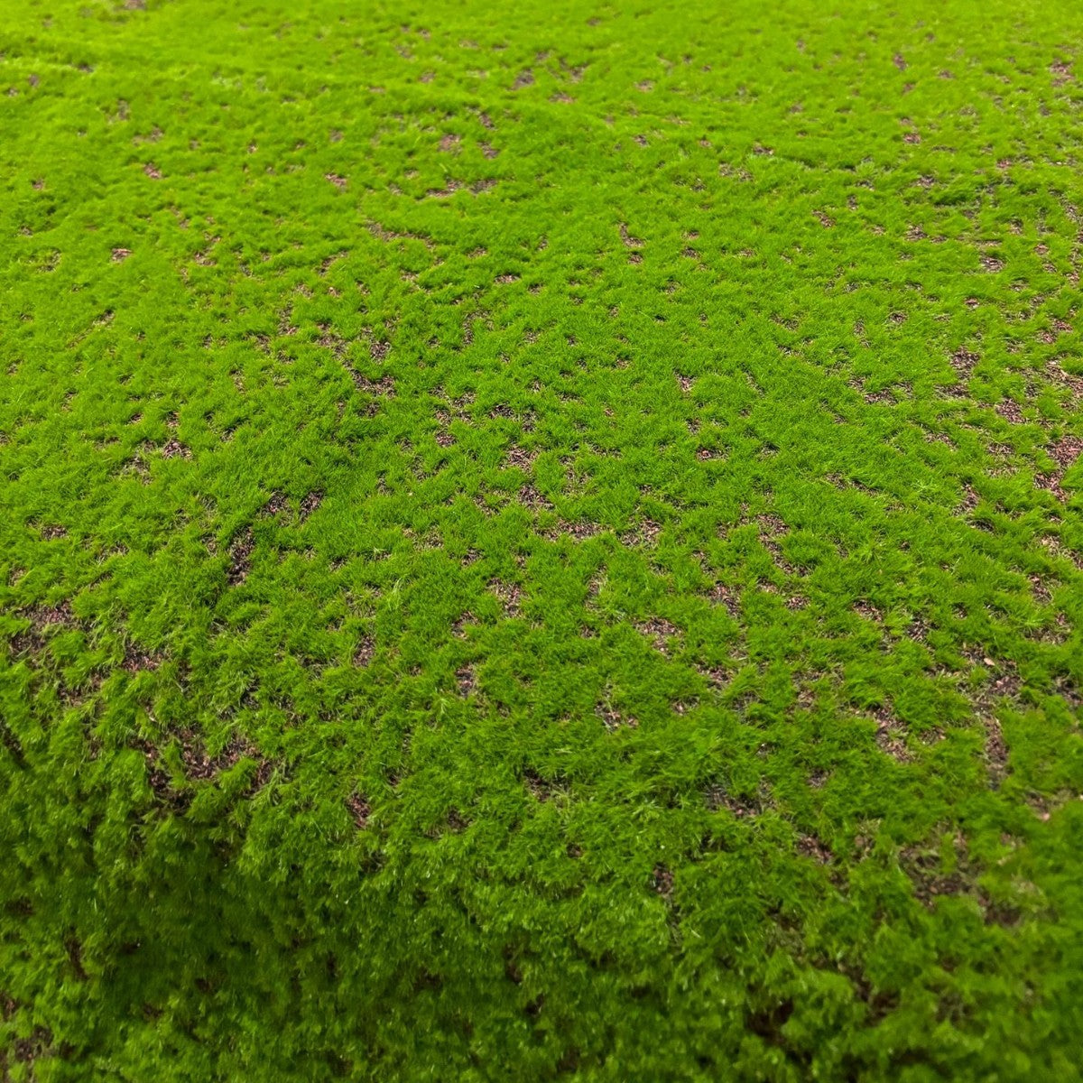 A Plant wall simulation moss green false moss moss micro landscape bonsai landscaping decorative material lawn turf