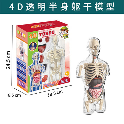 A Human organ and skeleton model