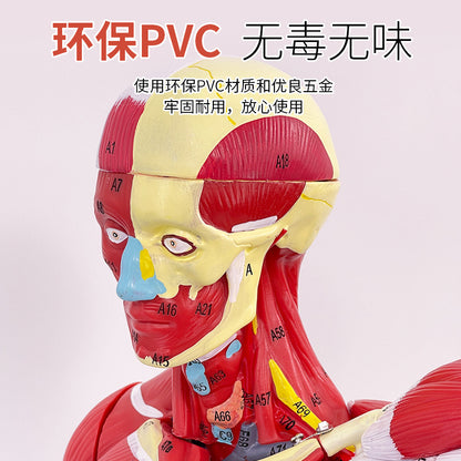 A 80CM Human Body Full Body Muscle Model Internal Organs Anatomical Structure Tissue Disassembly Exercise Muscle Man Model