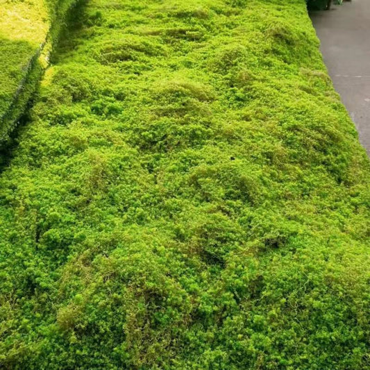 A Plant wall simulation moss green false moss moss micro landscape bonsai landscaping decorative material lawn turf