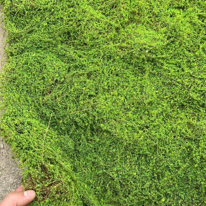 A Plant wall simulation moss green false moss moss micro landscape bonsai landscaping decorative material lawn turf