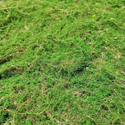 A Plant wall simulation moss green false moss moss micro landscape bonsai landscaping decorative material lawn turf