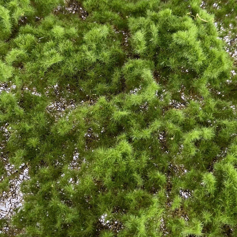 A simulated moss turf green moss micro landscape layout background plant wall decoration material artificial turf lawn