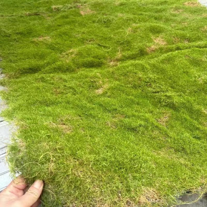 A Plant wall simulation moss green false moss moss micro landscape bonsai landscaping decorative material lawn turf