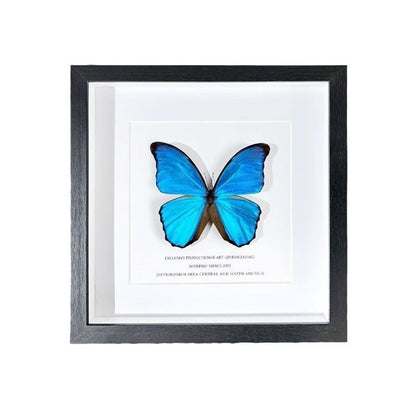 A wood glass hollow photo frame butterfly insect specimen frame DIY