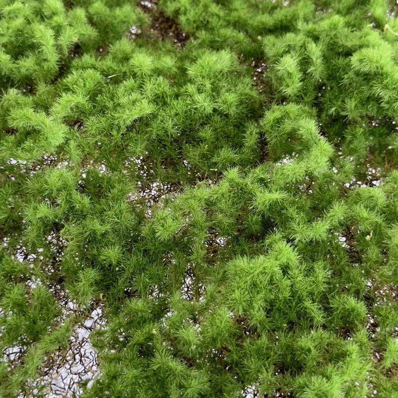 A simulated moss turf green moss micro landscape layout background plant wall decoration material artificial turf lawn