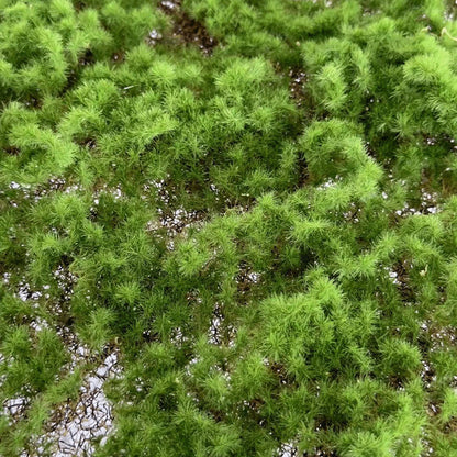 A simulated moss turf green moss micro landscape layout background plant wall decoration material artificial turf lawn