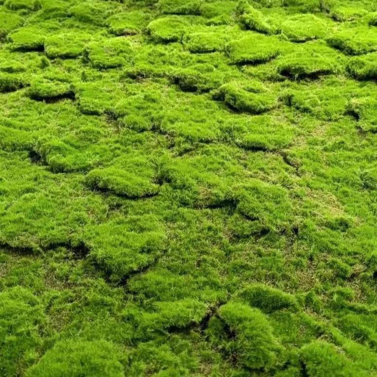 A Plant wall simulation moss green false moss moss micro landscape bonsai landscaping decorative material lawn turf
