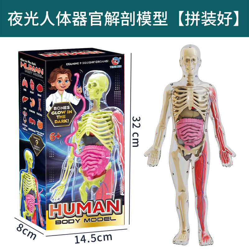 A Human organ and skeleton model