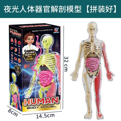 A Human organ and skeleton model