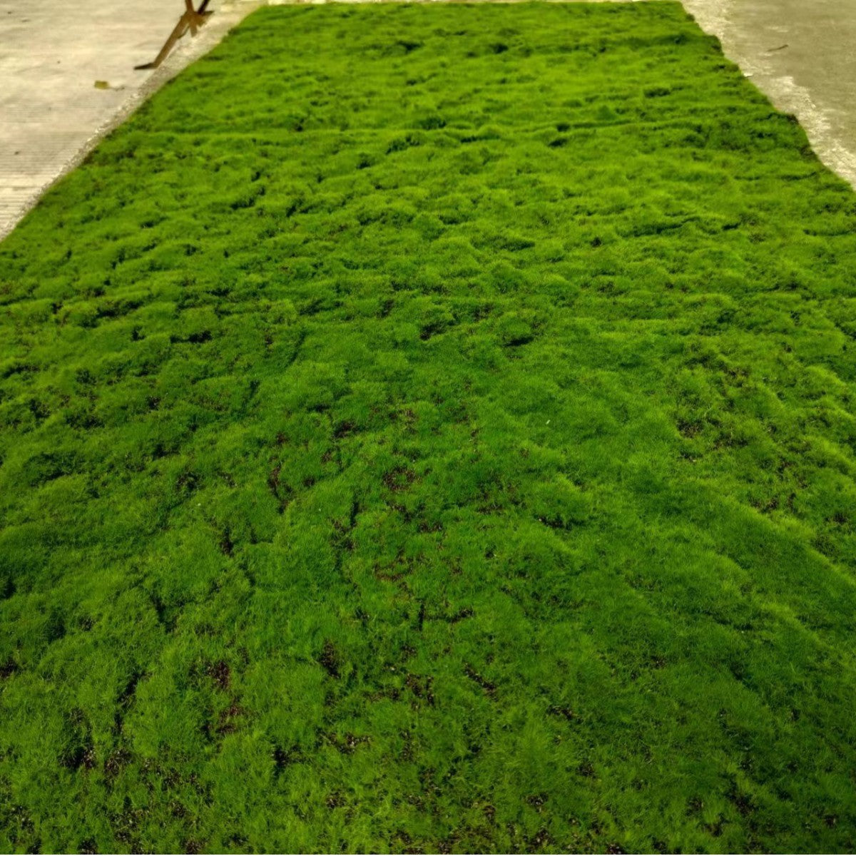A Plant wall simulation moss green false moss moss micro landscape bonsai landscaping decorative material lawn turf