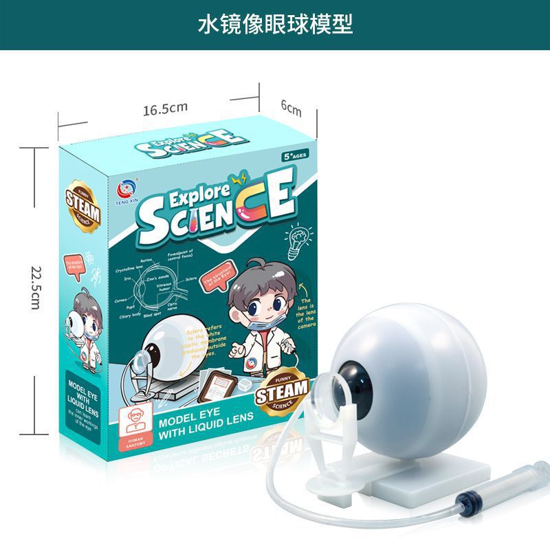 A Human organ and skeleton model