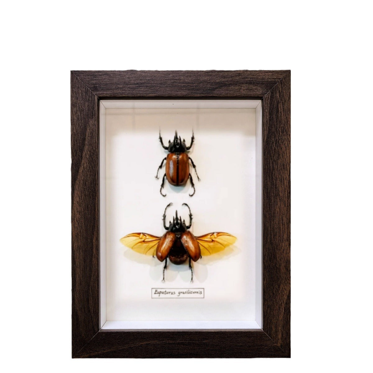 A butterfly specimen photo frame empty frame table light luxury high sense hollow 2cm three-dimensional A4 inch table glass display frame