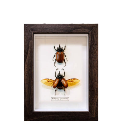 A butterfly specimen photo frame empty frame table light luxury high sense hollow 2cm three-dimensional A4 inch table glass display frame