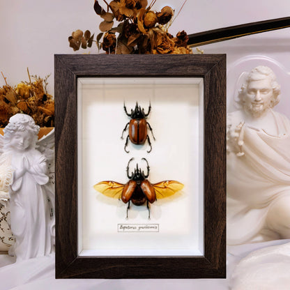 A butterfly specimen photo frame empty frame table light luxury high sense hollow 2cm three-dimensional A4 inch table glass display frame