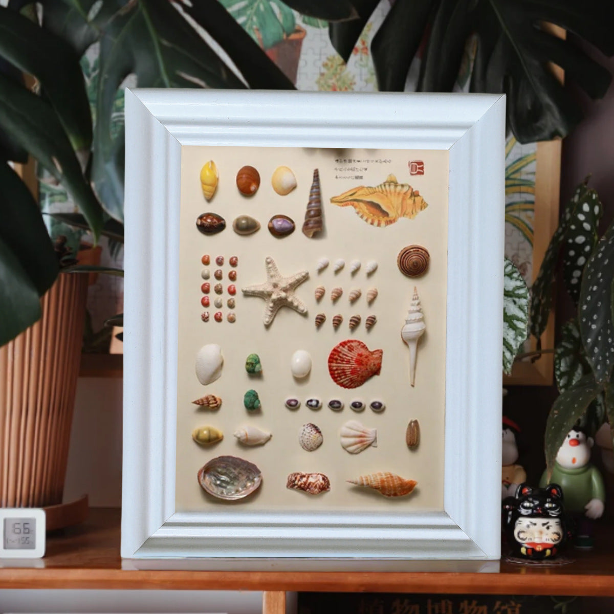 A shell specimen DIY handmade three-dimensional photo frame natural conch mounted display table hanging wall wooden decorative picture frame