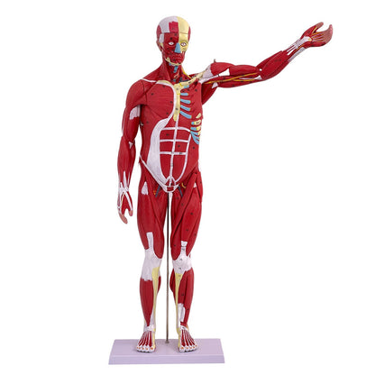 A 80CM Human Body Full Body Muscle Model Internal Organs Anatomical Structure Tissue Disassembly Exercise Muscle Man Model