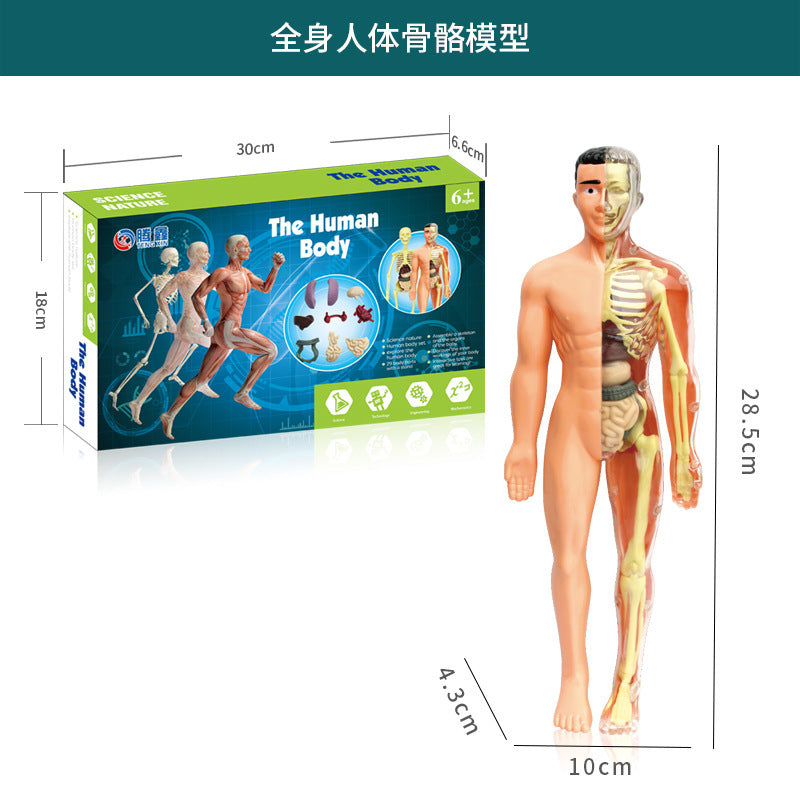 A Human organ and skeleton model